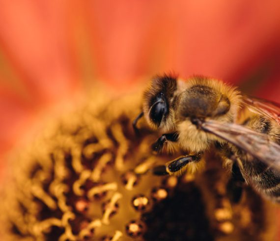 Bienen und Hummeln