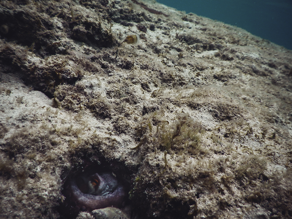 Unterwasser - Formentera - Mittelmeer - Nadja Jacke Photography