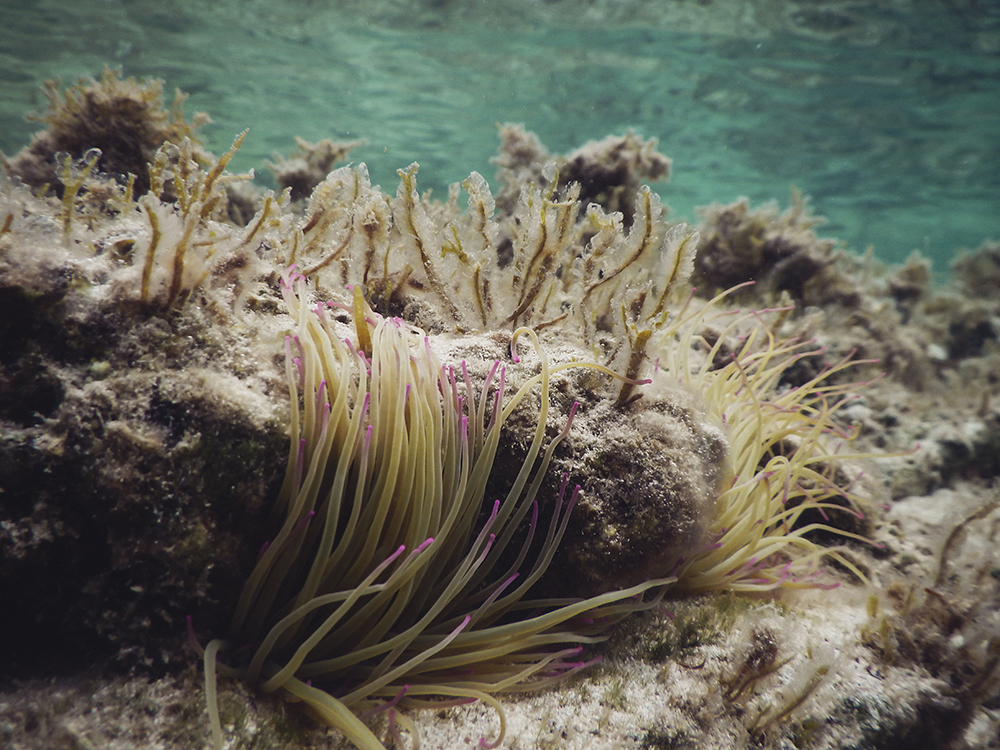 Unterwasser - Formentera - Mittelmeer - Nadja Jacke Photography