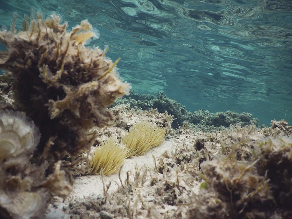 Unterwasser - Formentera - Mittelmeer - Nadja Jacke Photography