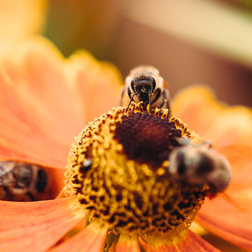 Bienen-und-Hummeln-in-Bielefeld-Nadja-Jacke-Photography-2016-3er-Gespann