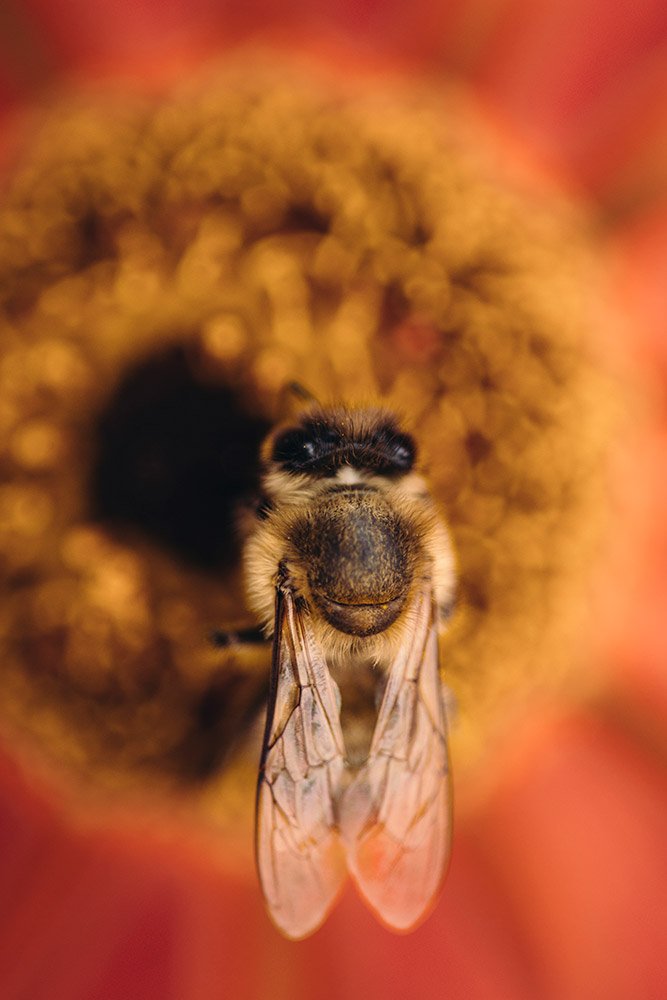 Bienen und Hummeln in-Bielefeld-Nadja-Jacke-Photography-2016-Gesicht