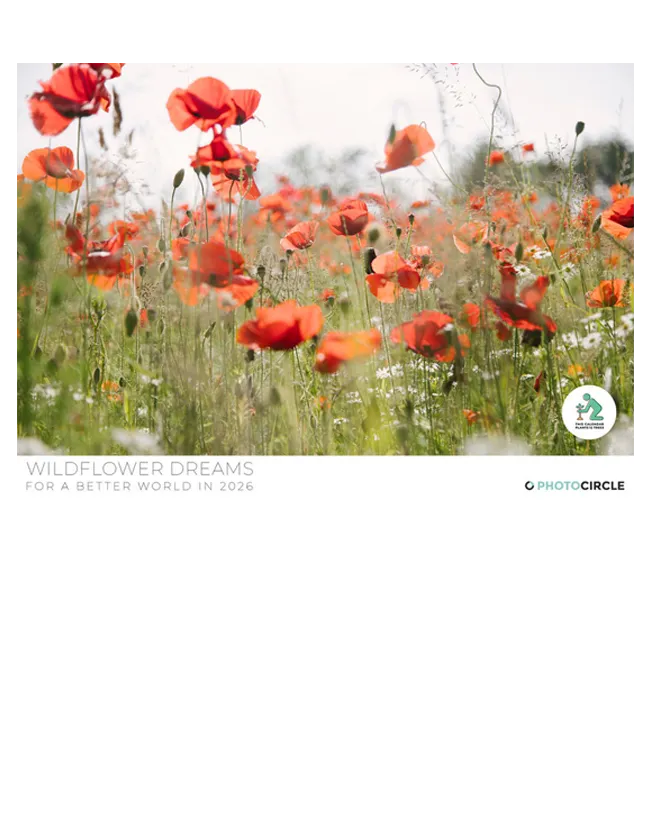 Wildblütenträume Fotokalender 2026