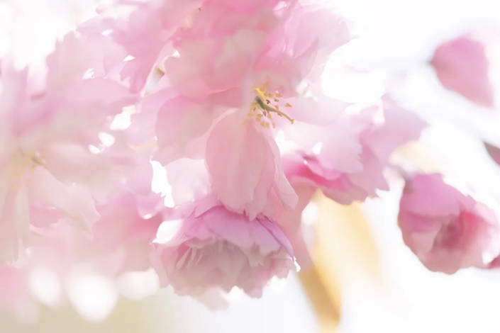 Fotoworkshop zur Kirschblüte in Flensburg